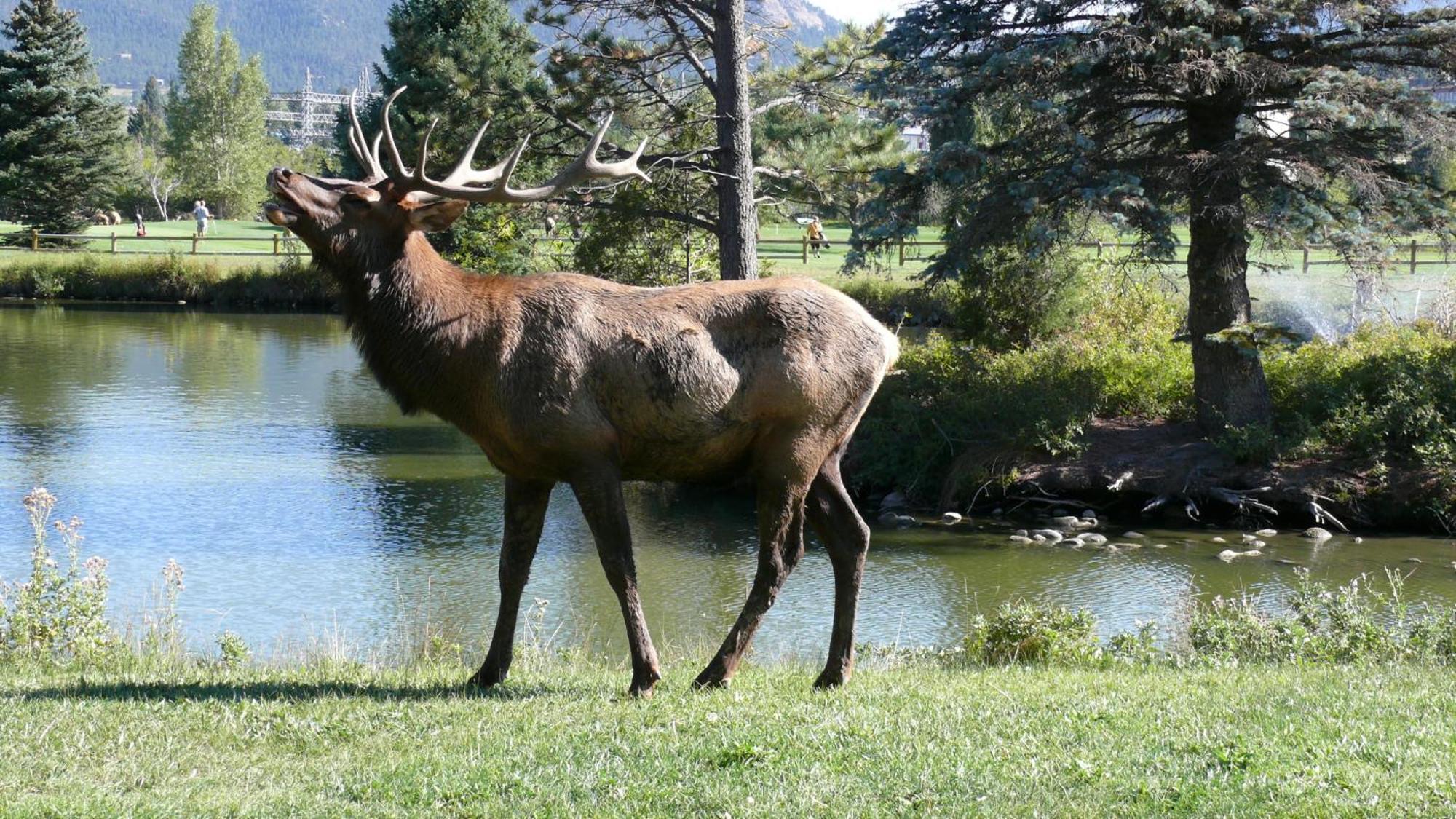 Discovery Lodge Estes Park Esterno foto